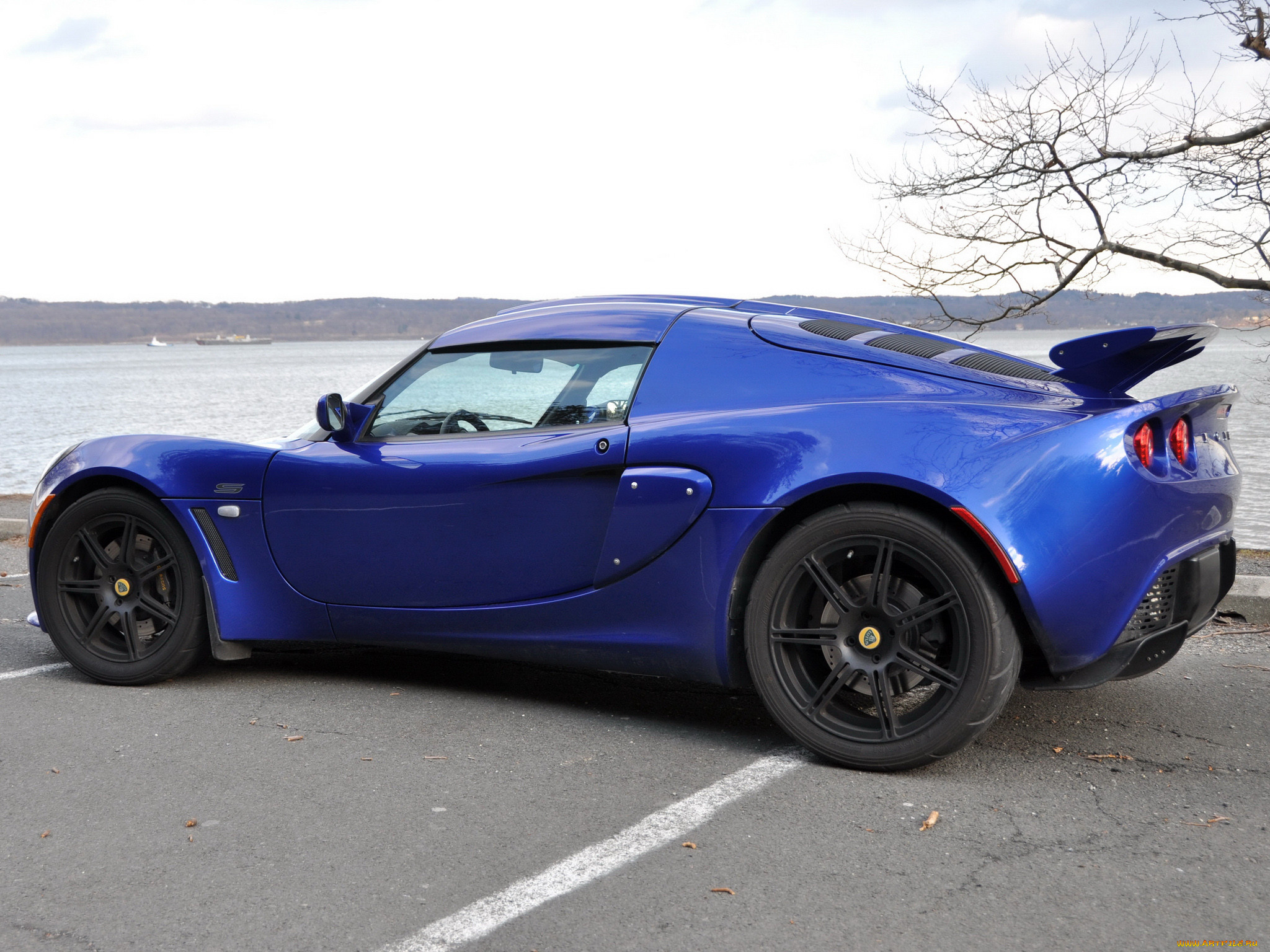 , lotus
